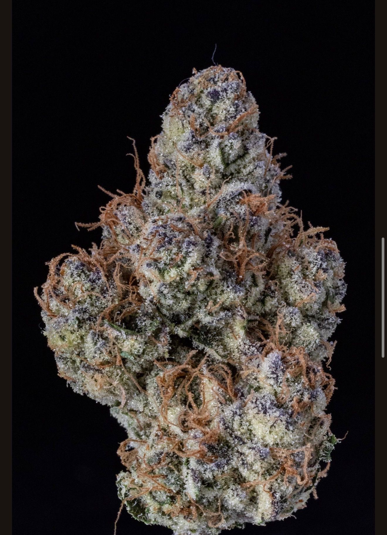 Indoor hemp flower buds — photo 1
