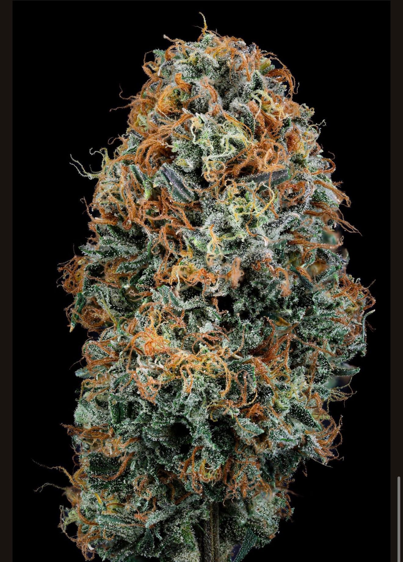 Indoor hemp flower buds — photo 2