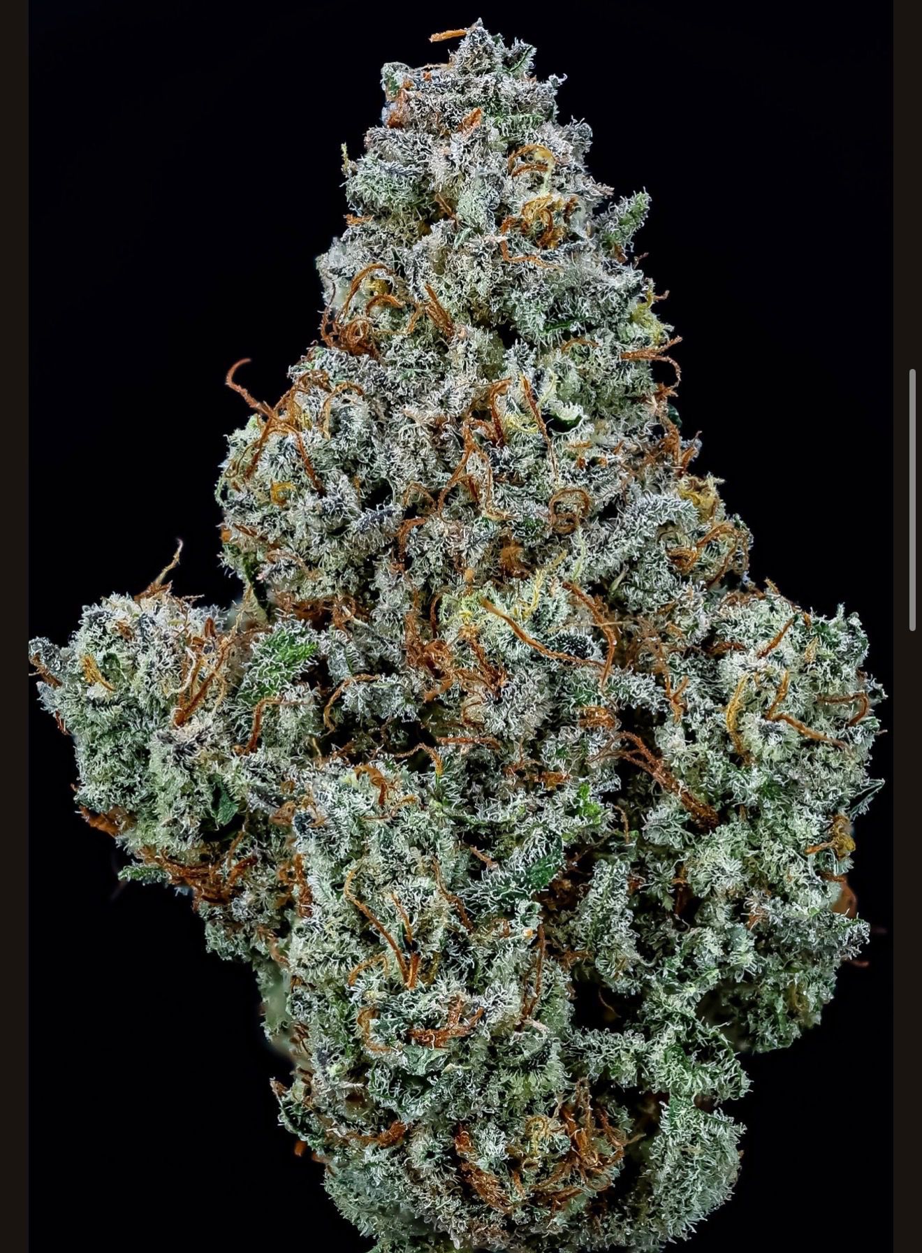 Exotic THCA flower buds — photo 1