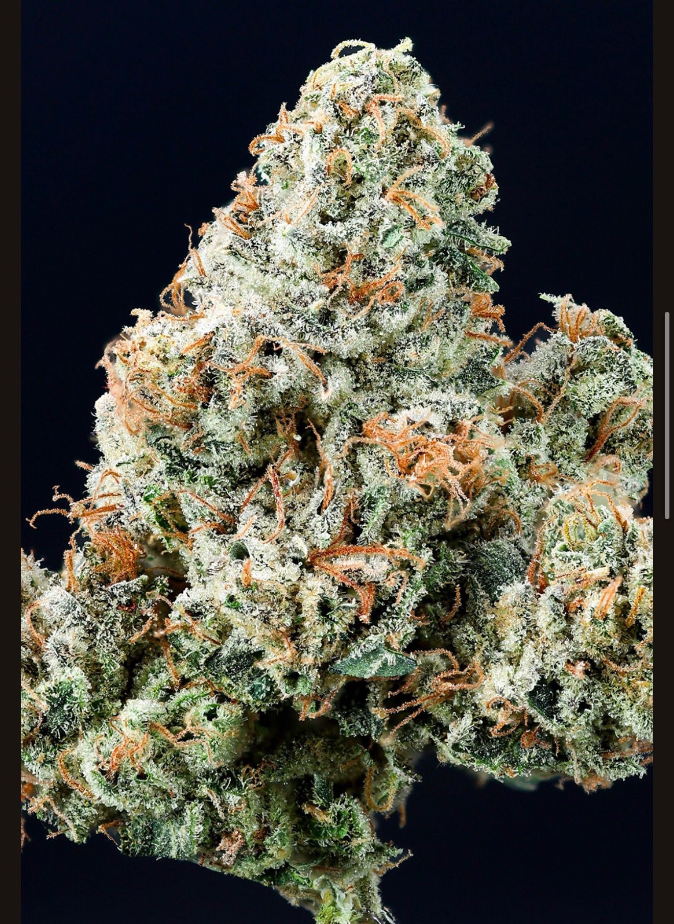 Exotic THCA flower buds — photo 2
